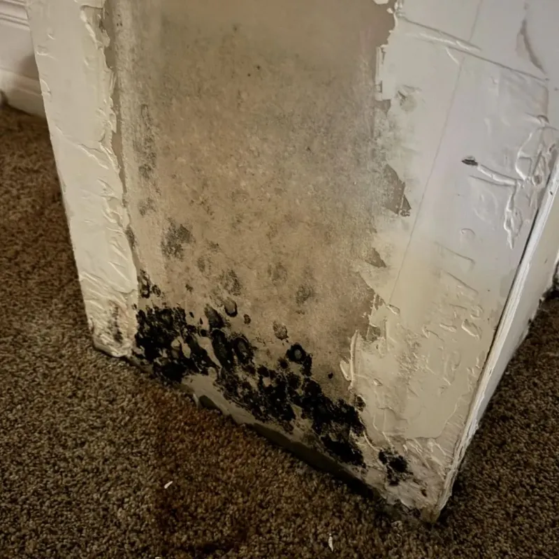 Professional Mold Removal in Picayune, MS